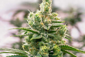 How can you get the most out of cannabis cloning