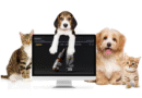 Gentle Daily Relief Helps Older Pets Stay Happy Comfortable and Pain Free